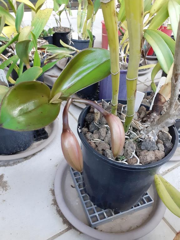 C. violacea 'Muse'-violacea-muse_5-aug2021-jpg