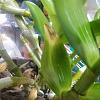 Dendrobium Nobile yellowing leaves-img_20210823_121619-jpg