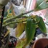 Dendrobium Nobile yellowing leaves-img_20210809_143132-jpg