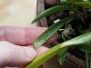 Scale? I'm not so sure?? Can fert buildup do this? Please help!-orchid3-jpg