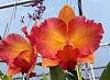 Color Changes of Flowers-rth-pure-love-maplewood-20200222_143203-2-jpg