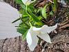 What kind of cattleya is this?-20210824_174006-jpg