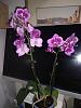NOID mini Phal-phalaenopsis_mini_noid_20210829a_seca-jpg