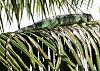 in case you were &quot;on the fence&quot; about why iguanas and curly tails must die?-iguana-green-palm-frond-img_1760-5x7-jpg