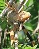 in case you were &quot;on the fence&quot; about why iguanas and curly tails must die?-img_2425-10x8-jpg