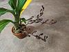 Catasetum Flower Spike Development-pxl_20210904_203117968-jpg