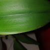 NoID Cattleya red mark and bullseye markings at base of leaf-img_20210906_234751-jpg