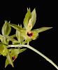 Catasetum osculatum-ctsm-osculatum-2-jpg
