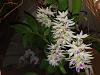 Dendrobium amethystoglossum-20210912_172935-jpg
