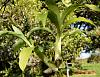 Cycnoches Growing Guide-dsc09908-cynoches-sp-bud-unmarked-share-jpg
