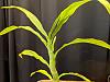 Catasetum Flower Spike Development-pxl_20210918_122025147-jpg