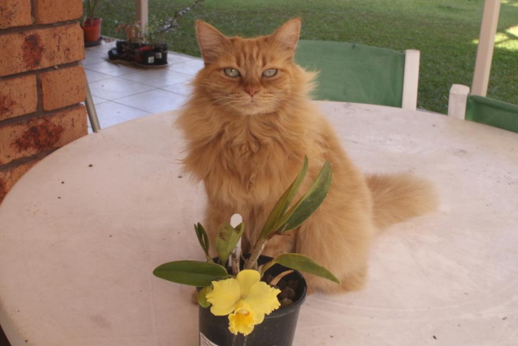 ginger cat-rth-dals-emperor-allan_1_18-sept2021-jpg