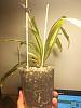 Stenoglottis longifolia care-img_20210925_223247-jpg