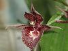Can Cynoches warszewiczii get really big?-dsc00166-catasetum-lata-laxman-unmarked-share-jpg
