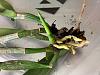 YES! Cattleya resurrection! Now how to repot?-img_2555-jpg