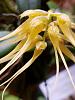 Bulbophyllum vaginatum-bulb-jpg