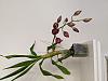 Catasetum Flower Spike Development-pxl_20211008_191259226-jpg