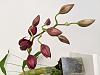 Catasetum Flower Spike Development-pxl_20211008_191318958-jpg