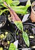 Paphiopedilum cross seedling diseases-1-jpg