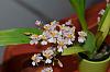 Oncidium Tsiku Marguerite CT Romantic Fantasy-flower2-jpg