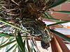 Brassavola Dropping Leaves and Roots Turning Dark-2021-10-20_13-18-22_855-jpg