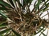 Brassavola Dropping Leaves and Roots Turning Dark-2021-10-21_13-11-15_294-jpg