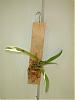 Pictures of your orchids mounted on wood.....-200806bonsai-001-jpg