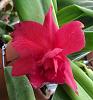 Double Orchids-b0002-rlc-velvet-rubies-rth-star-fire-rosebud-jpg