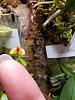 Tolumnia Jairak Rainbow 'flyer', Bulbophyllum ovalifolium (red)-bulb-ovalfolium-10-21-2-jpg