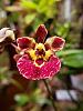 Tolumnia Jairak Rainbow 'flyer', Bulbophyllum ovalifolium (red)-jairak-flyer-11-21-jpg