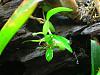 Pictures of your orchids mounted on wood.....-bulbophyllum-alagense-02-jpg