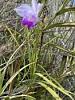 Big Island Volcano park flower ID?-e006d1d5-30f9-487f-a8f5-57b4ed2012bd-jpg