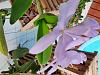 Cattleya x dolosa coerulea-20211130_083022-jpg