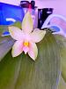 Phalaenopsis Bellina Pink-acs-1282-jpg
