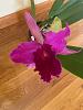Cattleya Dominiana:  first bloom-dominiana_3-jpg