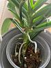 Partial root rot on Phalaenopsis after repotting-whatsapp-image-2021-12-05-7-27-23-am-jpg