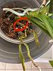 Partial root rot on Phalaenopsis after repotting-whatsapp-image-2021-12-05-7-27-25-am-jpg