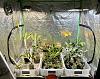 Grow Tent Orchids-c17a7e5e-20a5-4007-b612-bae8e96efab8-jpg