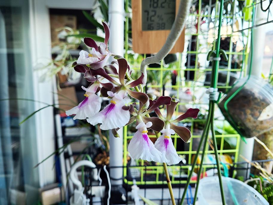 Encyclia cordigera var. semi-alba-cordigera-1-jpg