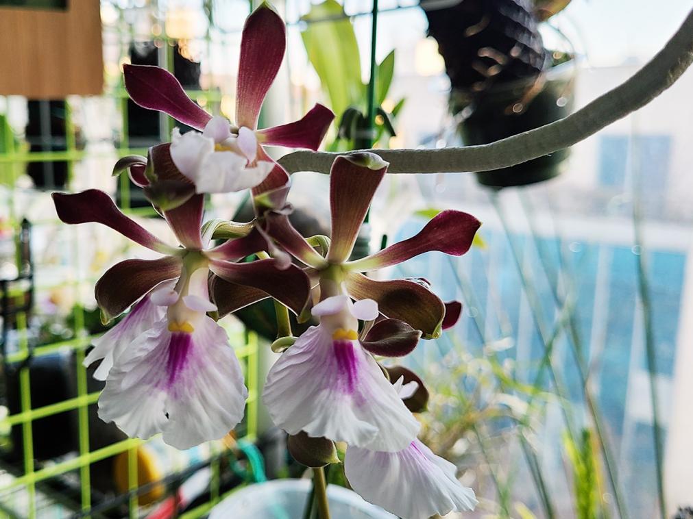 Encyclia cordigera var. semi-alba-cordigera-2-jpg