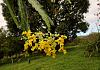 Orchids around the Yard.-dsc03075-lockhartia-unmarked-share-jpg