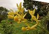 Orchids around the Yard.-dsc03090-yellow-mormodes-unmarked-share-jpg