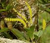 Orchids around the Yard.-dsc03148-yellow-succulent-pleurothallid-unmarked-share-jpg
