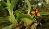 Orchids around the Yard.-dsc03164-maxillaria-unmarked-share-jpg