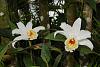 Orchids around the Yard.-dsc03192-sobralia-chrysostoma-unmarked-share-jpg
