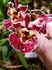Tolumnia Jairak Rainbow 'flyer', Bulbophyllum ovalifolium (red)-jairak-flyer-1-4-21-jpg