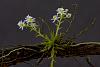 very small orchid-orchid-0332-jpg