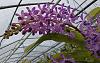 Vandachostylis Azure 'Fair Orchids'-van-azure-fair-orchids-20220113_130840-2-jpg
