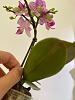 Help me not to kill this phal (and avoid stem rot?)-photo_2022-01-02_18-26-01-jpg