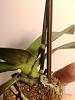 Help me not to kill this phal (and avoid stem rot?)-photo_2022-01-14_20-42-39-2-jpg